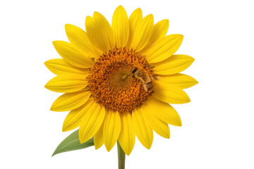 Bumblebee collecting nectar on a bright yellow sunflower, symbolizing nature's pollination process on transparent background