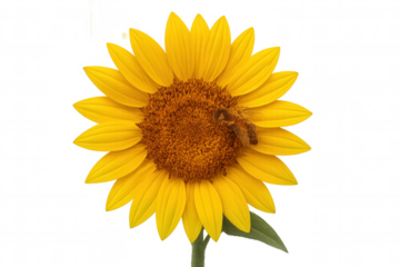 Sunflower with pollinating bee collecting pollen, representing nature, ecology, and natural processes on transparent background