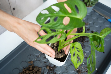 A young woman transplants a Monstera Monkey Mask into a pot at home