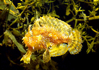 ハナオコゼ　流れ藻の魚
