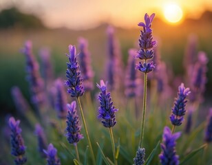 Obraz premium Vibrant purple lavender flowers bloom in summer field. Golden sunset light illuminates plants, creating serene, calm atmosphere. Nature beauty, aroma fill evening air. Relaxing fragrant garden