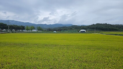 Beautiful mood where rice is ripe