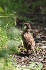 The hazel grouse (Tetrastes bonasia vicinitas), sometimes called the hazel hen, is one of the smaller members of the grouse family of birds.
