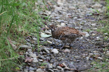 The hazel grouse (Tetrastes bonasia vicinitas), sometimes called the hazel hen, is one of the...
