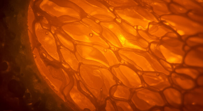 Closeup of a Vibrant Orange Citrus Fruit Segment.
