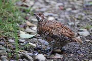 The hazel grouse (Tetrastes bonasia vicinitas), sometimes called the hazel hen, is one of the smaller members of the grouse family of birds.