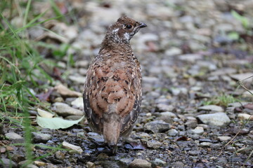 Hokkaido Sika Deer (Cervus nippon yesoensis) in Hokkaido, Japan