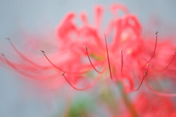 秋の彩り　彼岸花２