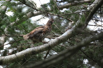 The hazel grouse (Tetrastes bonasia vicinitas), sometimes called the hazel hen, is one of the smaller members of the grouse family of birds.