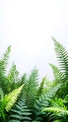Lush green fern fronds cascade across the lower portion of the frame against a bright, clean white background, creating a refreshing and vibrant botanical visual.