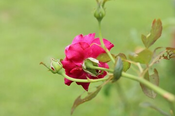 Romantic red rose bloom in nature