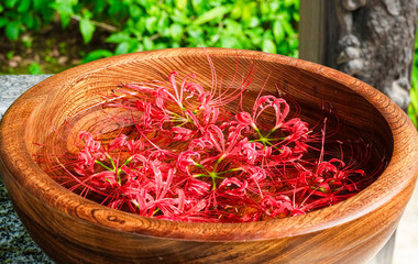 秋の色彩　彼岸花１