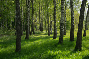 Obraz premium Spring birches in the morning sunlight