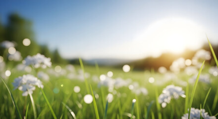 A field of white flowers under a bright sunny sky day