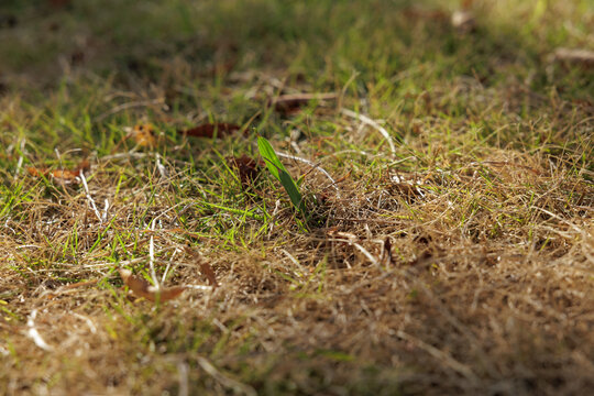 two withering blades of crabgrass stretch lone heads above dry brown sea of grass turf dotted with fallen leaves. Backlight highlights contrast between fibrous living leave and its shriveling tip.