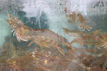 Live prawn in tank for seafood