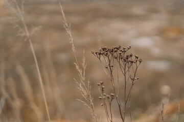 Minimal close-up of dried wildflowers and grasses with soft bokeh background in warm earthy tones, no people