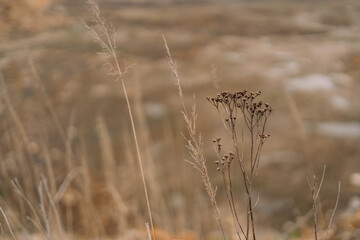 Fototapeta premium Minimal close-up of dried wildflowers and grasses with soft bokeh background in warm earthy tones, no people