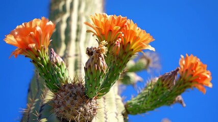 Saguaro Cactus in Bloom Orange Flowers Against Blue Sky