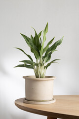 Aglaonema Greyhound houseplant in a beige ceramic pot placed on a wooden table, showcasing its lush green leaves in a minimalist indoor setting with natural light.