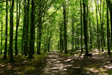 Obraz premium Rural cycle path through the forests and landscapes of southern Denmark