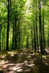Rural cycle path through the forests and landscapes of southern Denmark
