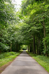 Naklejka premium Rural cycle path through the forests and landscapes of southern Denmark