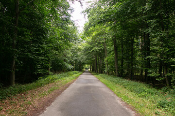 Obraz premium Rural cycle path through the forests and landscapes of southern Denmark