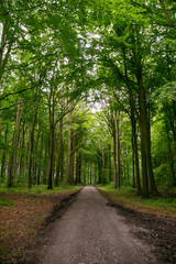 Rural cycle path through the forests and landscapes of southern Denmark