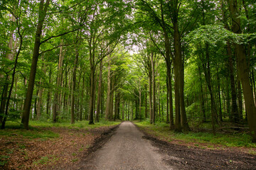 Rural cycle path through the forests and landscapes of southern Denmark