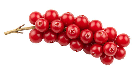Vibrant Red Cranberries on a Branch with a Gradient Background