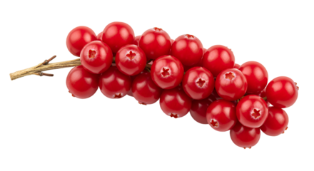 Vibrant Red Cranberries on a Branch with a Gradient Background