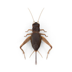 Cricket insect top view isolated on transparent background © Insect Planet
