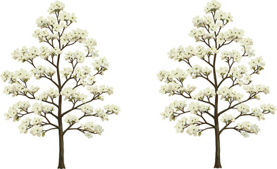 Obraz premium Flowering trees with white blossoms illustration, botanical spring season artwork, natural foliage design, eco friendly environment concept, symmetrical floral plants, 