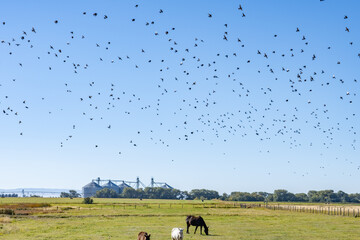 The horse (Equus ferus caballus) is a domesticated, one-toed, hoofed mammal. 1450 N, Ashton is a city in Fremont County, Idaho. Snake River Plain. 
