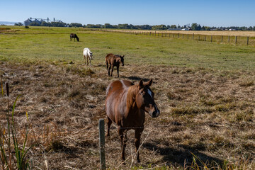The horse (Equus ferus caballus) is a domesticated, one-toed, hoofed mammal. 1450 N, Ashton is a city in Fremont County, Idaho. Snake River Plain. 
