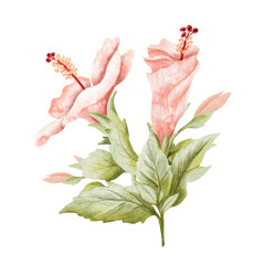 Delicate watercolor hibiscus buds with blooming flower and leaves watercolor illustration isolated on white. Pastel pink tropical plant in botanical style. Hand drawn floral clip art for summer