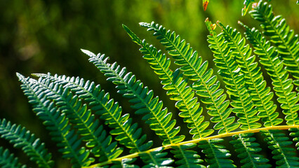 Fougères et bruyères, dans la forêt des Landes de Gascogne