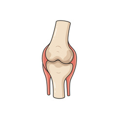 Detailed anatomical diagram of the human knee joint showing bones and ligaments in neutral position silhouette Flat design vector illustration isolated on a white background