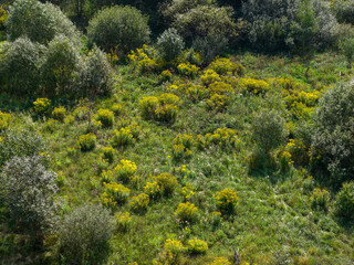 Patch of Canadian Goldenrod (Solidago canadensis) growing in a small clearing