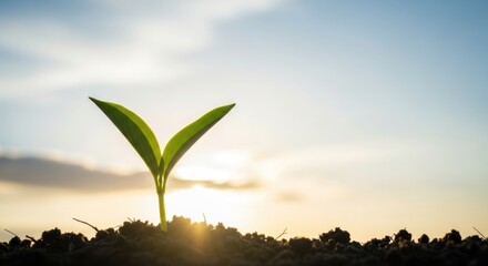 Small seedling growing out of the ground with the sunset in the background for agriculture and environmental topics