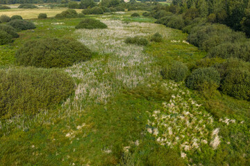 Partly abandoned meadows in autumn