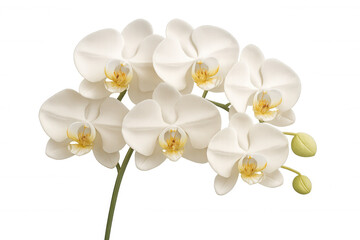 Obraz premium White phalaenopsis orchids blooming on branch creating a delicate floral composition with transparent background