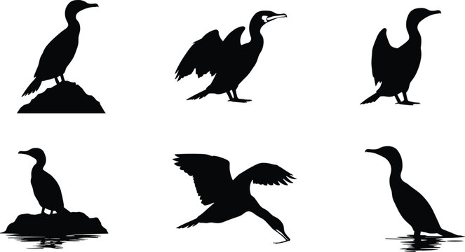 Cormorant bird silhouettes in various poses, flying, standing, drying wings, perched on rocks, waterfowl vector set for wildlife themes