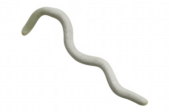 White furry animal tail segment bending, an isolated plush serpentine appendage on transparent background
