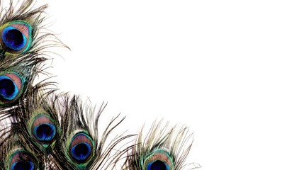Obraz premium Natural peacock feather plumage blue green eye pattern white isolated, colorful bird decoration for design elegance luxury nature beauty and decorative graphic element photography