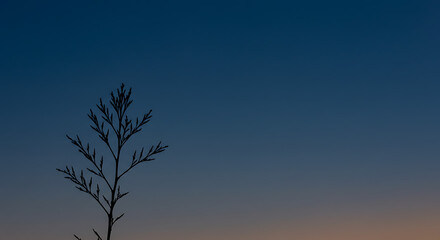 A lone, delicate plant silhouette stands against a gradient of deep blue to pale orange twilight sky.