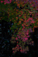 色とりどりのモミジ
