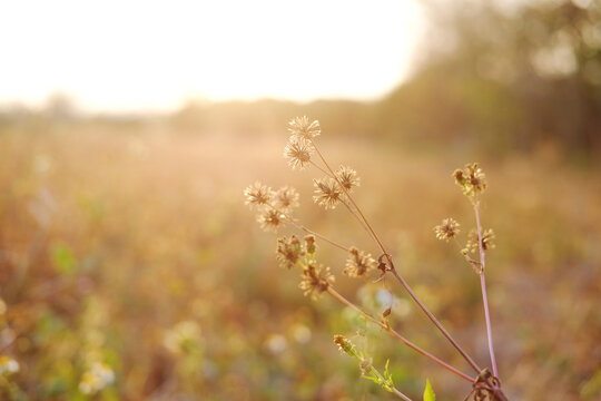 Close up beautiful dry glass flower field in the meadow in sunset shining on wildflower - Powered by Adobe