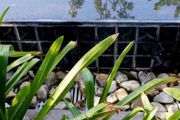 Fototapeta premium Tropical Plant and white river gravel decorated near swimming pool